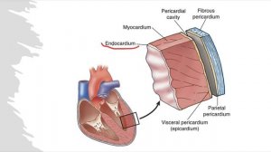 Кровеносная система (введение)