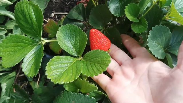 Земляника ремонтантная "Аромас" смотреть онлайн