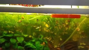 "МЕГА" разводня в Дашково-Песочне. Витя самый крутой разводчик разных пород гуппи Рязани и области