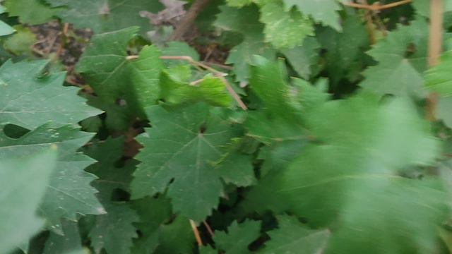 ВИНОГРАД КОТОРЫЙ ВЫМЕРЗ И ДАЛ УРОЖАЙ! смотреть онлайн