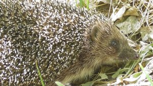 Ёж. ( Erinaceus europaeus )