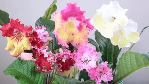 Стрептокарпусы  (стрепсы) ароматные в чем подвох? Сорта стрептокарпусов. Юлия Датта