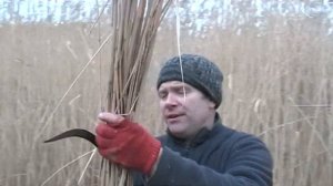 ✅Заготовка камышей на зиму