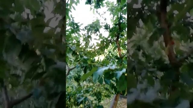 Черешня "Гостинец" подтвердила сортность! "Народную" - под нож. смотреть онлайн