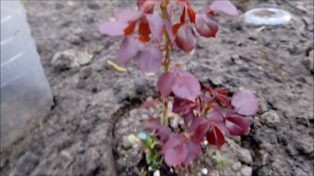 Эксперимент по посадке розы Double delight/Дабл Делайт. смотреть онлайн