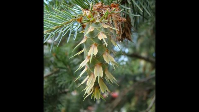 Песня любви 26.03.2014 смотреть онлайн