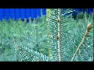 Саженцы ели колючей ф.голубая 4-х летка (осень 2018). Где взять сеянцы голубой ели?