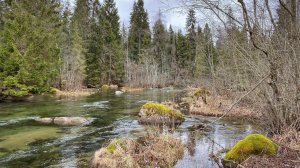 В поисках форели в феврале, на очень красивой, живописной лесной речке.