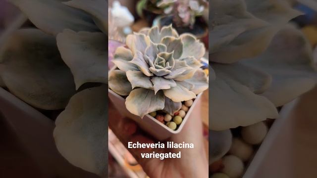 echeveria lilacina variegated