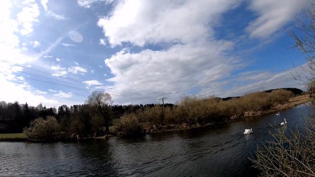 ? Лебеди мешают рыбачить на спиннинг | Рыбалка в Германии с лебедями смотреть онлайн