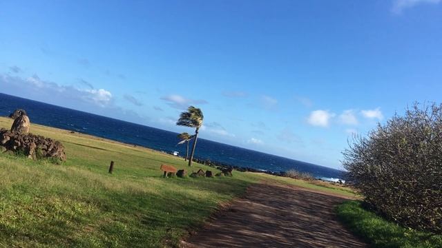 Чили.Городок Ханга Рой на Острове Пасхи и его коренные жители-Рапануйцы.Июнь2018 смотреть онлайн