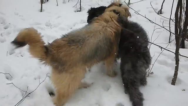 Пёс Тотоша с невестой Марой смотреть онлайн