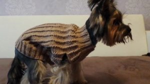 МК Свитерок для вашего питомца, вяжем свитер для собаки спицами Часть 2    20180220 095822