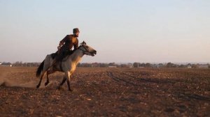 Адыгэш?Кабардинская порода лошадей?