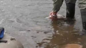 Правильная засолка Ленка Альшевский