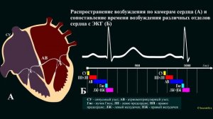 Как работает наше сердце. Часть 7. Электрические процессы, возникающие в сердце