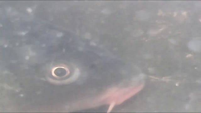 РЫБА В РЕЧКЕ смотреть онлайн