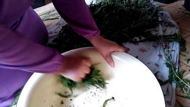 Иван чай, 3 способа ферментации/скручивание,ферментация, сушка