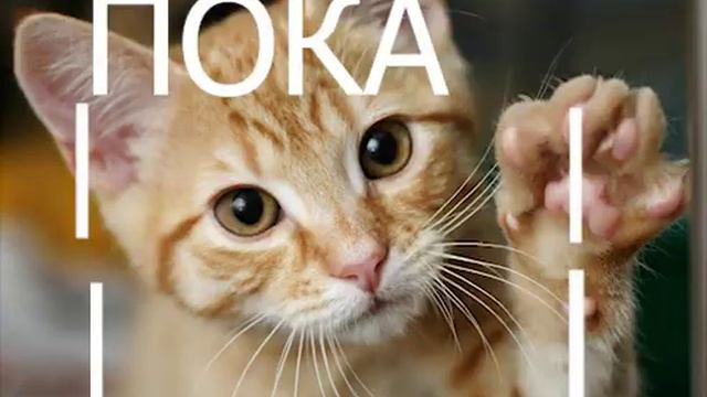 ждите стрим (нет и сори за качество) смотреть онлайн