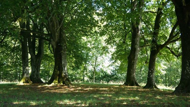 3 часа Пение соловья Пение птиц Звуки леса Birdsong Sounds of the forest Nightingale singing Forest