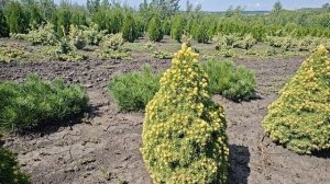 Ель канадская Дейзи Уайт (Picea glauca Daisy’s White)