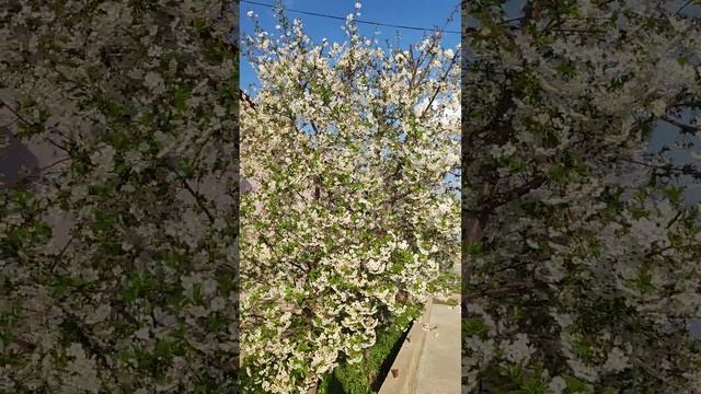 Вишня расцветает / Узбекистан