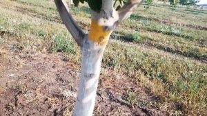 Орех Чандлер. Как проявляет себя сорт в Краснодаре.