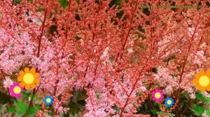 Астильба арендса Делфт Лейс. Краткий обзор, описание характеристик astilbe arendsii Delft Lace