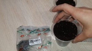 ГЛОКСИНИИ ПОСАДКА КЛУБНЕЙ ИЗ МАГАЗИНА 26.05.22