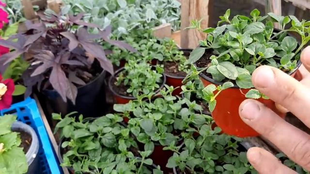 ПОСАДИТЕ ЭТИ ЦВЕТЫ они ОДАРЯТ ВАС НЕЗЕМНОЙ КРАСОТОЙ цветы для открытого грунта и балкона