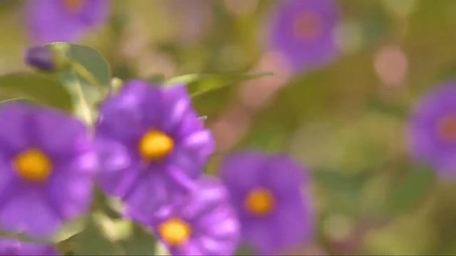 Purple Flowers Moving смотреть онлайн