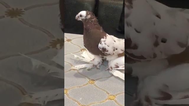 Узбекские голуби на показ есть на продажу +7 708 625 3267 (5Алик Судраб Казахстан) pigeon Uzbekista смотреть онлайн