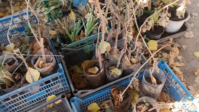 Залишок рослин в горщиках на продаж. 31 жовтня 2023 р.