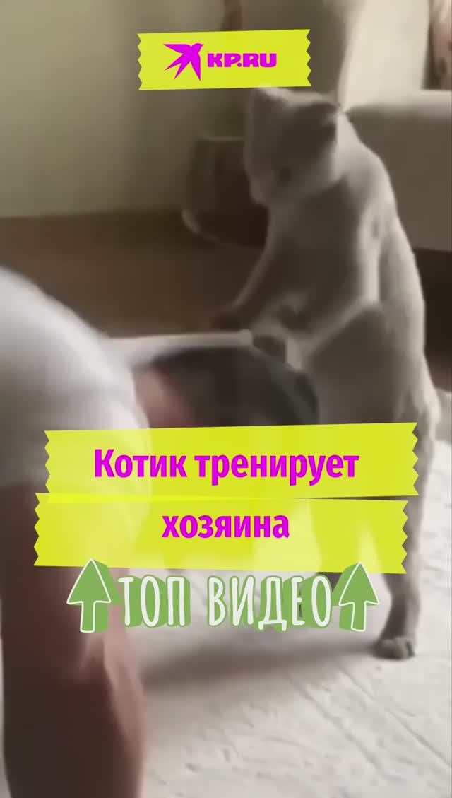 Котик тренирует хозяина