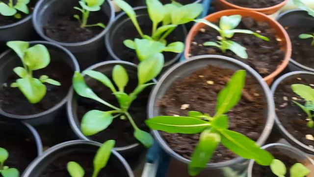 Рассада уехала на дачу,петуния растет. смотреть онлайн