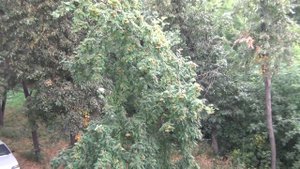 Чудо! Рябина цветет в конце июля!