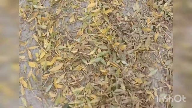 Шуршание листвы, осенний Асмр ?, звук осени, звук мотора, звуки природы.