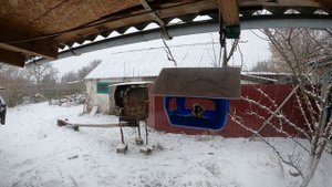 Как живут зимой синицы . How do tits live in winter