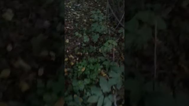 Показать логово на камеру смотреть онлайн