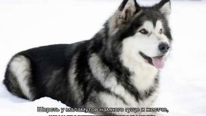 Маламут и хаски: отличия, в чем разница, кого выбрать