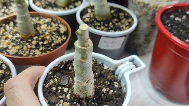 ПРИВИВКИ АДЕНИУМА обзор май 2022 #адениум #adenium смотреть онлайн