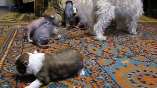 Китайские хохлатые собачки: Первые шаги смотреть онлайн