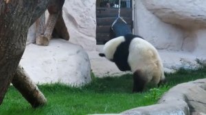 #Москвастобой — Будни Московского зоопарка: обогащение среды