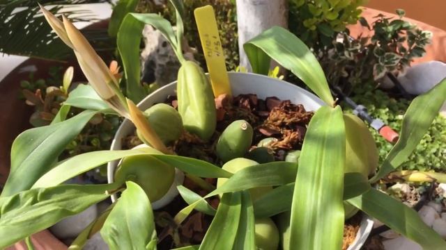 Целогина Кристата. Секрет цветения и мой уход смотреть онлайн