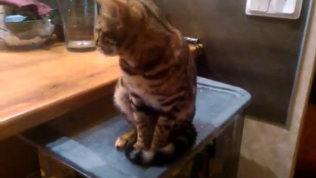 Бенгальские коты
