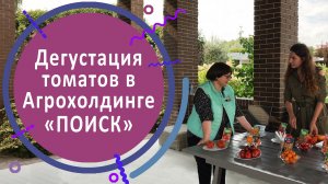 Дегустация томатов в Агрохолдинге «ПОИСК»
