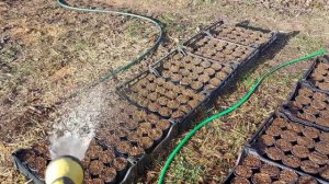 Закладываем "Tray" рассаду клубники на зиму. Наш метод от А до Я!
