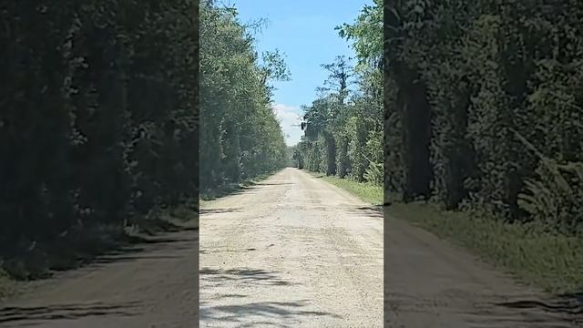 Entering Everglades National Park ? #everglades #bigcypress #florida #nationalpark #nature