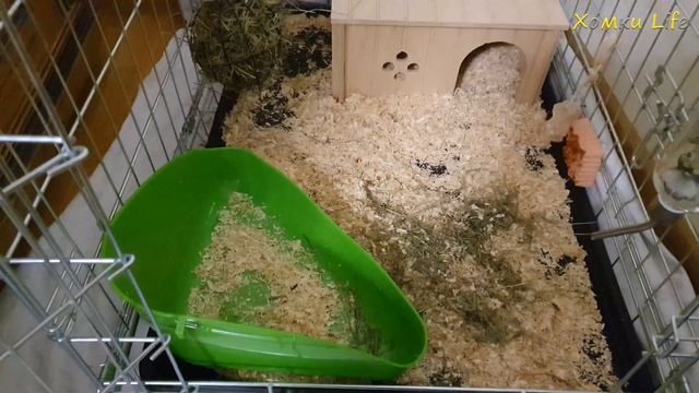 Домашний кролик. Покупки для декоративного кролика