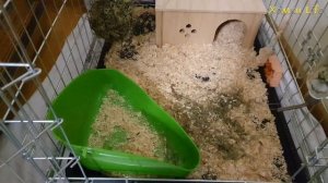 Домашний кролик. Покупки для декоративного кролика